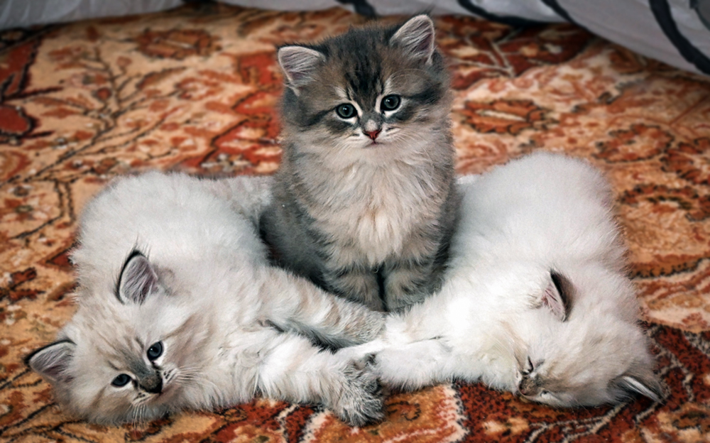 Kočička Chili, kocourci Chavier a Checo