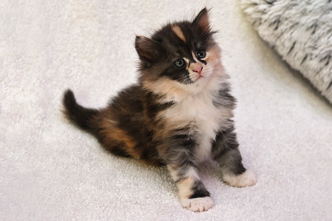 Happy Blackberry Hill,CZ