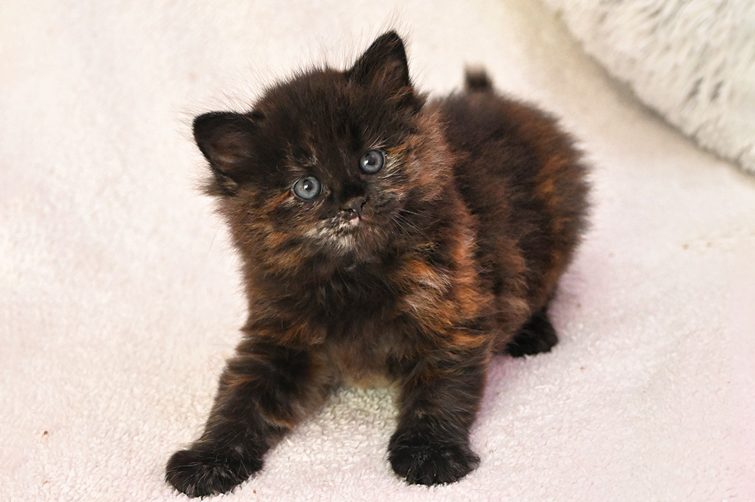 Hariet Blackberry Hill,CZ