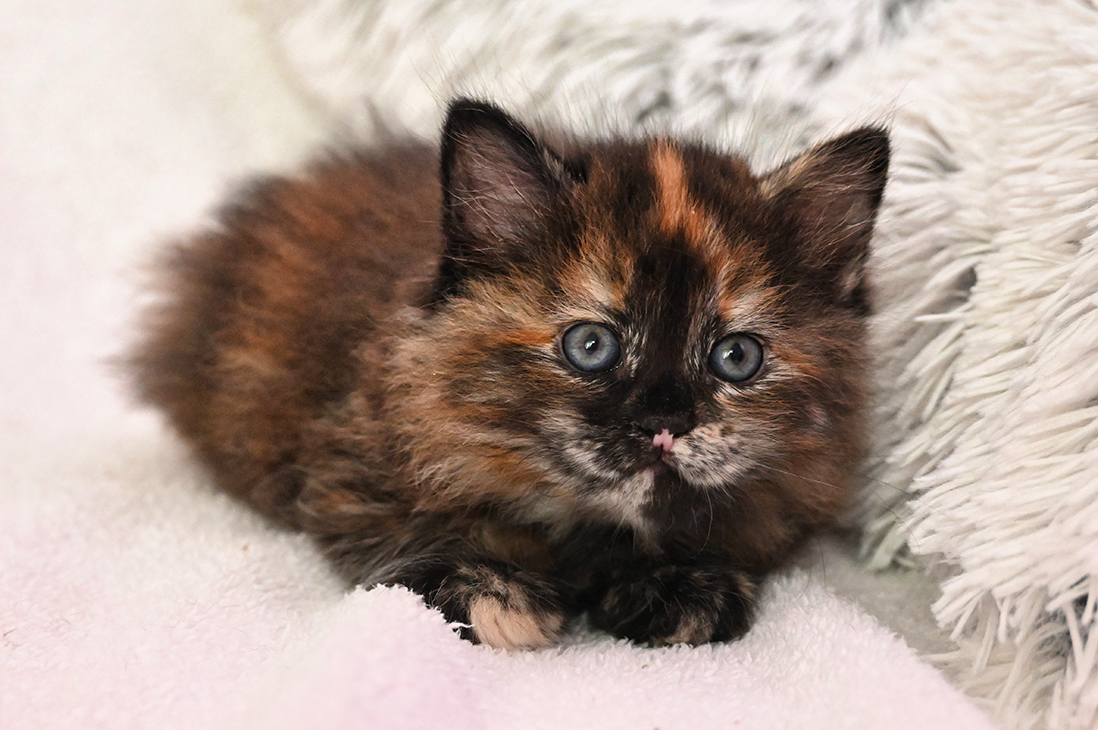 Hedvika Blackberry Hill,CZ