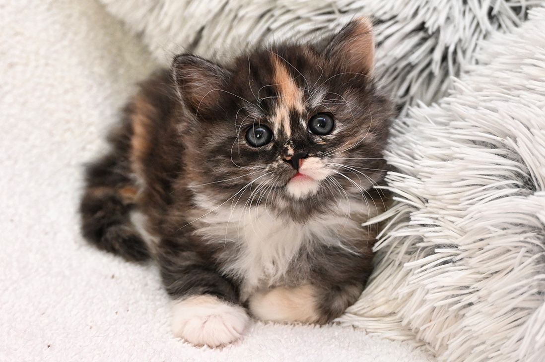 Heidi Blackberry Hill,CZ