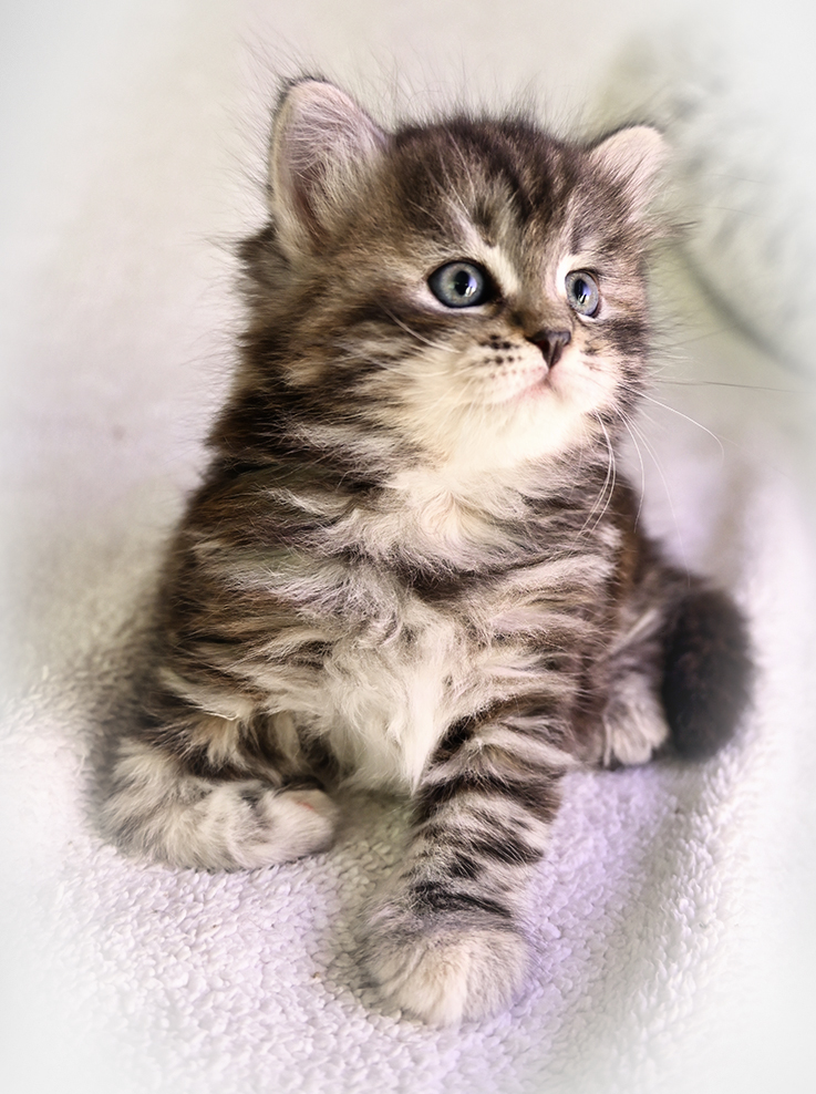 Honey Blackberry Hill,CZ