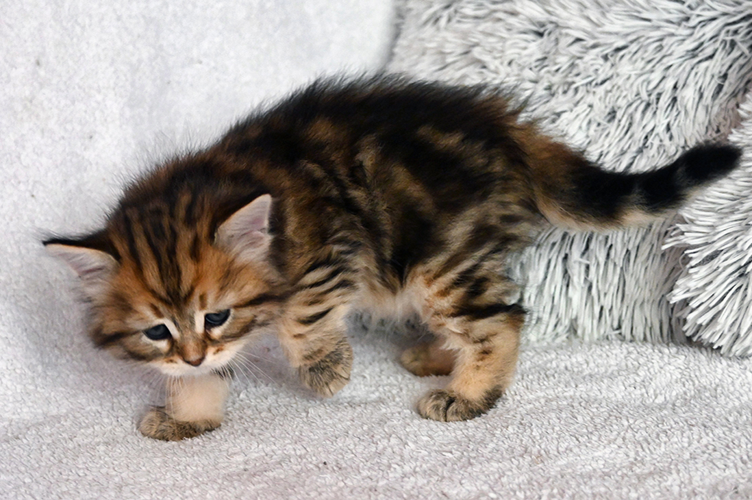 Gaston Blackberry Hill,CZ