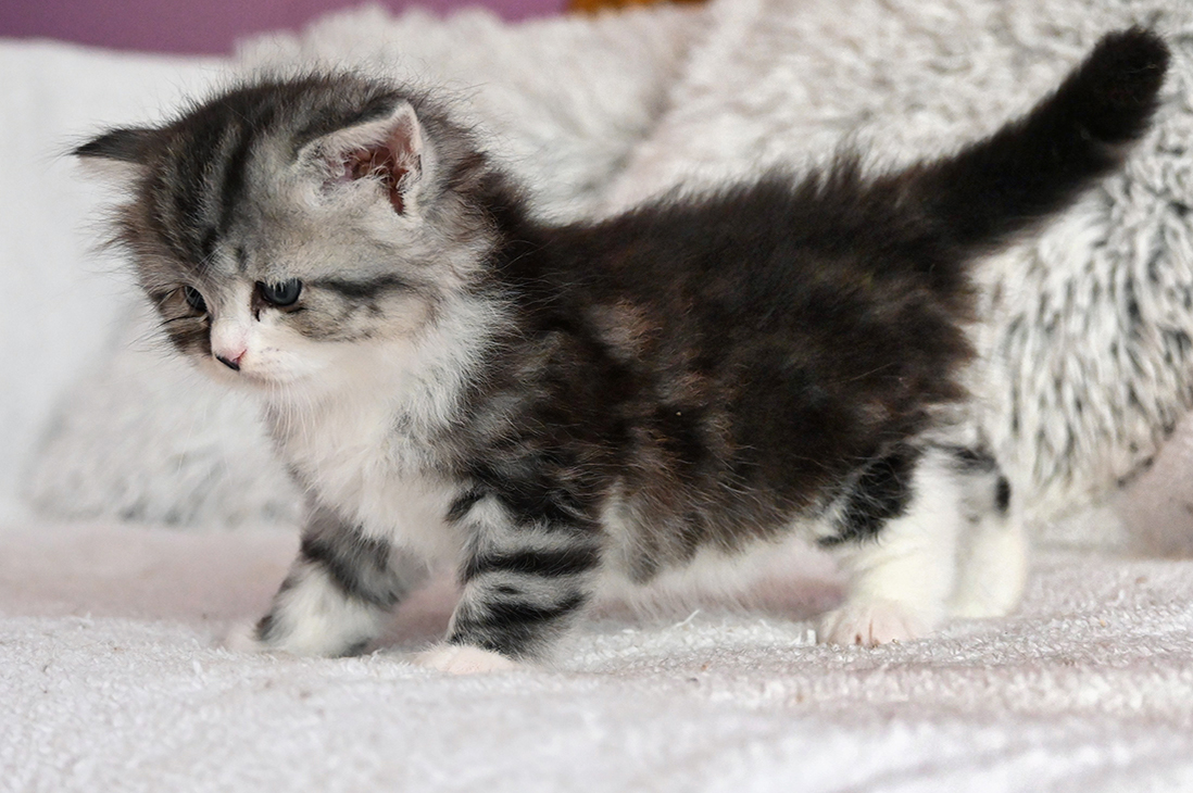 Gejša Blackberry Hill,CZ