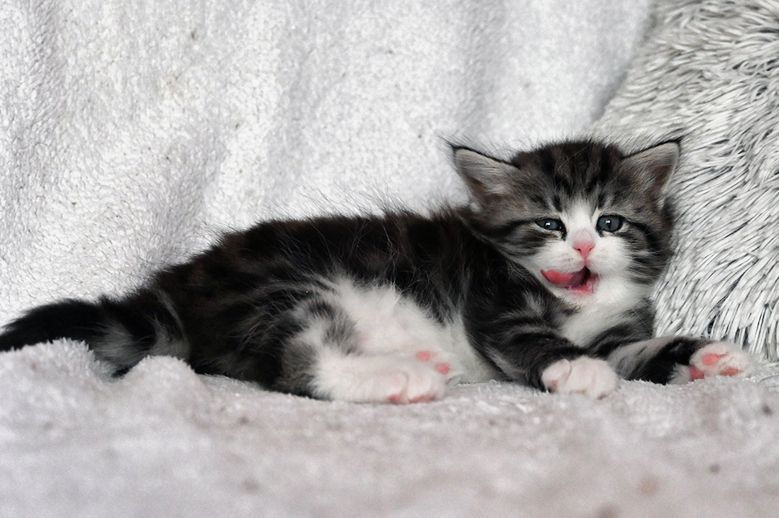 Gina Blackberry Hill,CZ