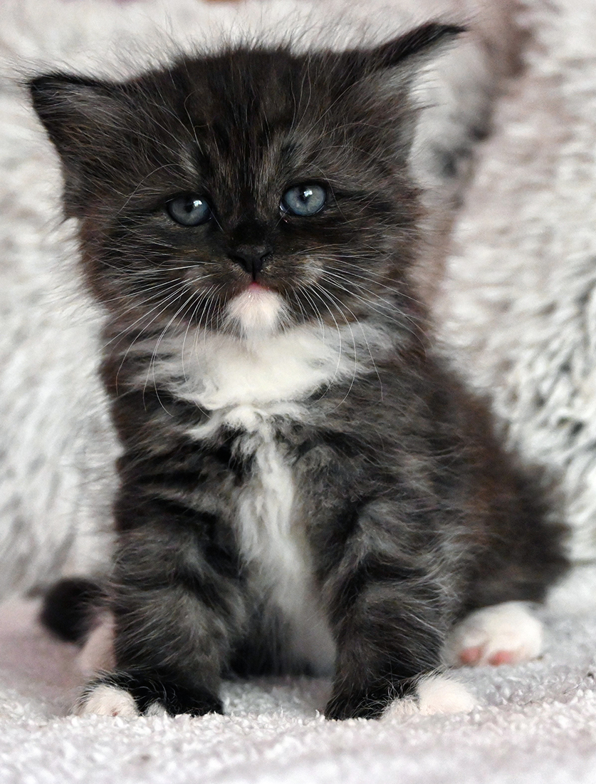 Ginger Blackberry Hill,CZ