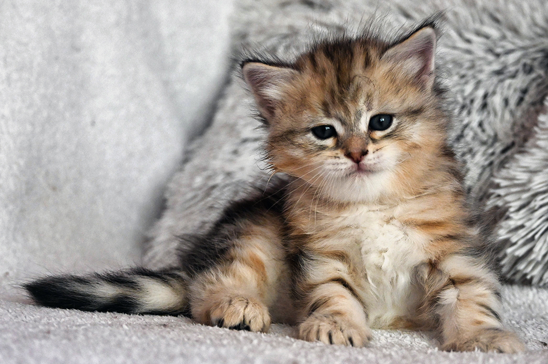 Gucci Blackberry Hill,CZ