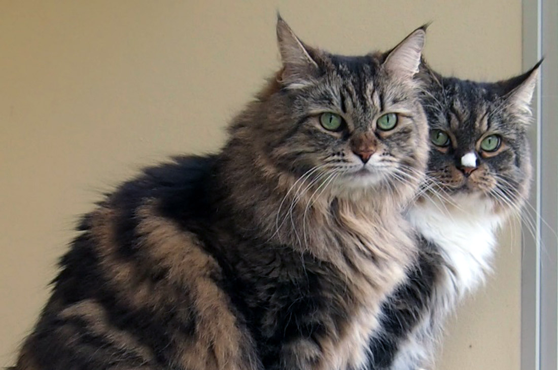 Guinevra a její syn Bruno