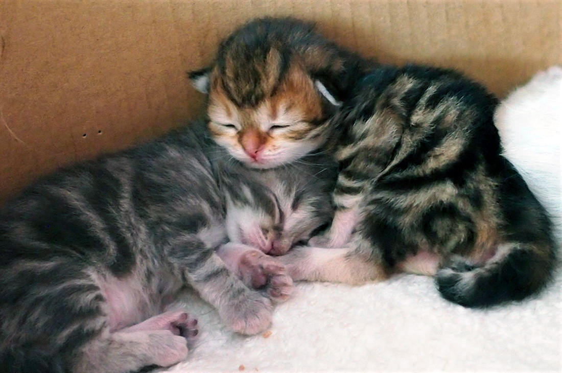 Koťata z vrhu C