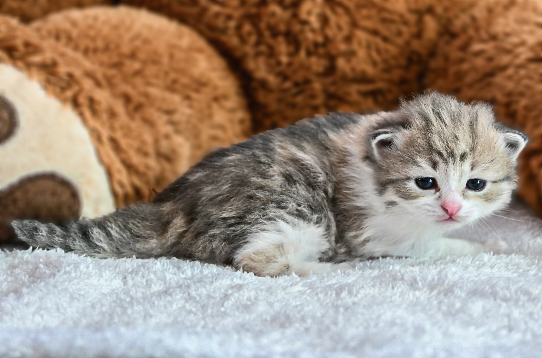 Koťata z vrhu D