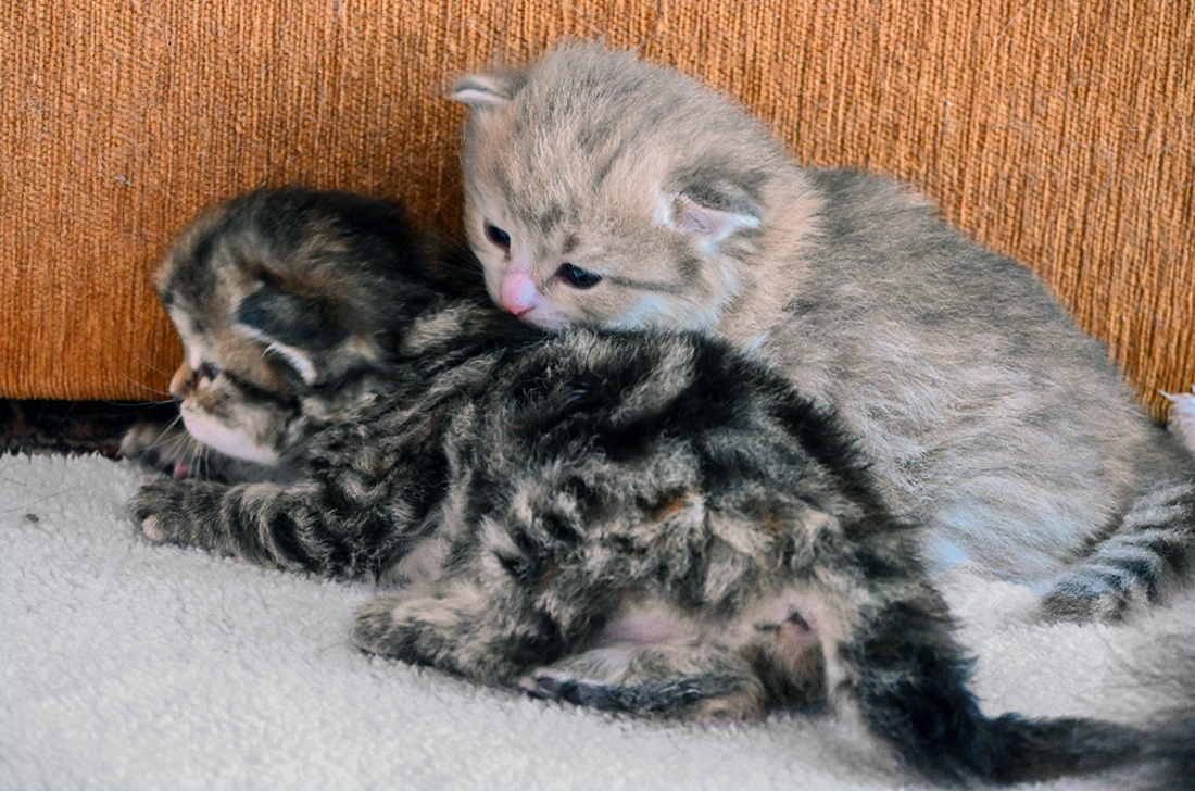 Koťata z vrhu D