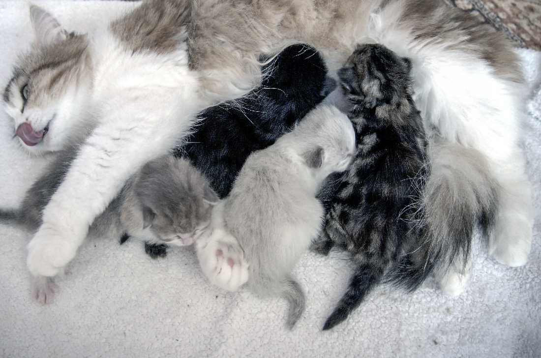 Koťata z vrhu D