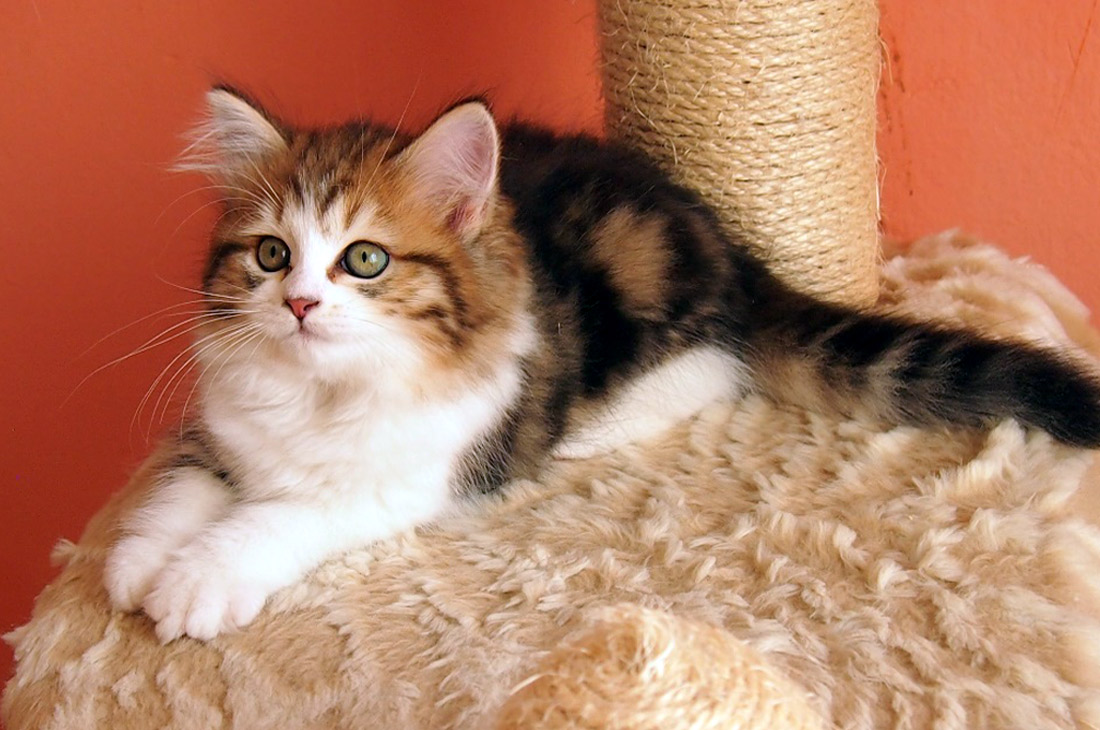 Quendoline Astral Siberian,CZ