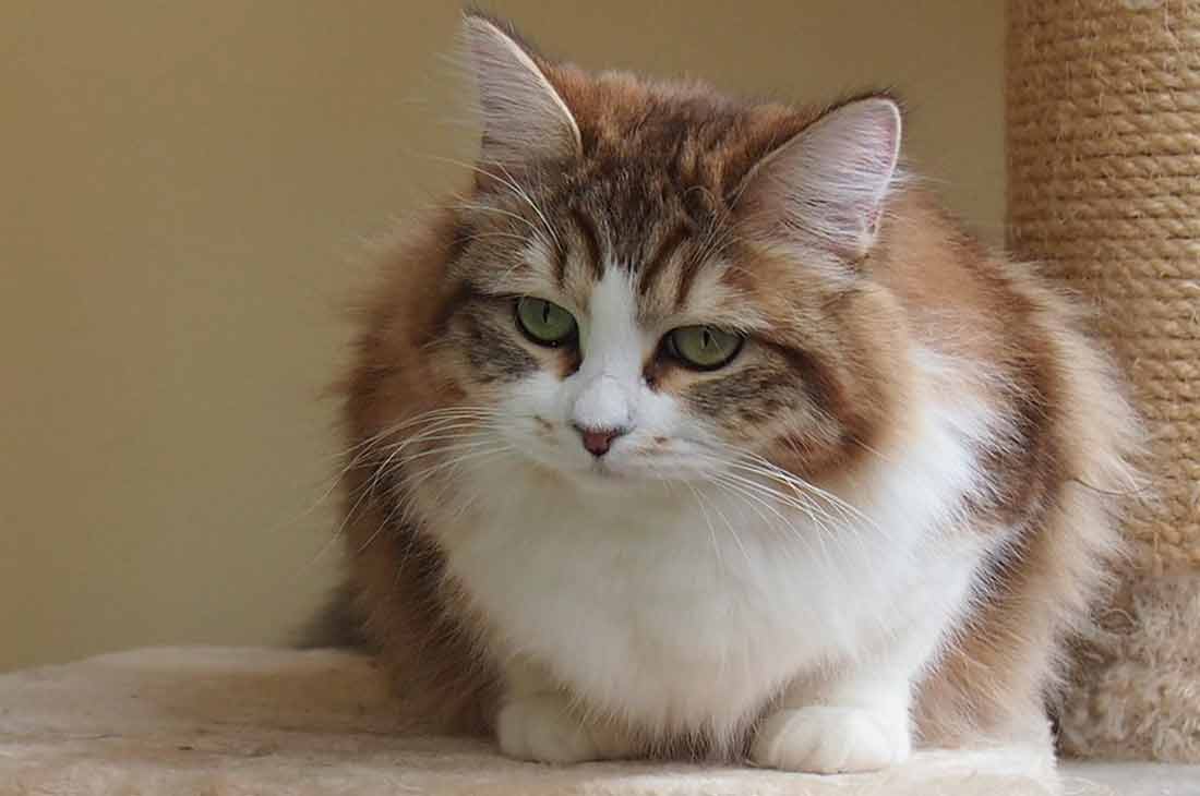 Quendoline Astral Siberian,CZ