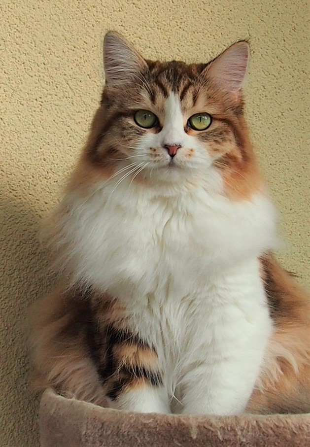 Quendoline Astral Siberian,CZ